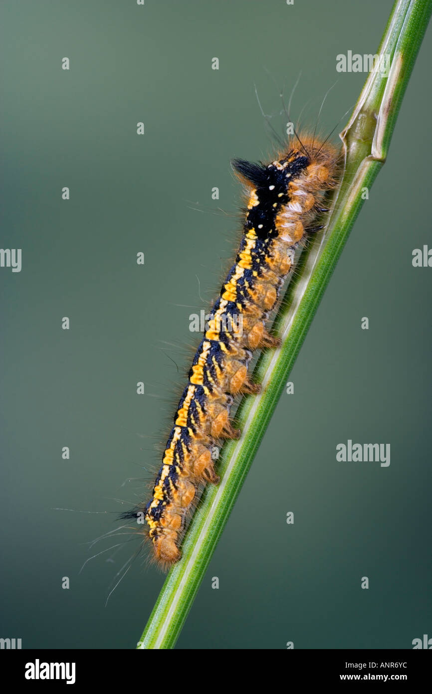 El bebedor Euthrix potatoria pre hibernación larva en tallos de pasto con agradable fondo desenfocadas Potton Bedfordshiregrasss Foto de stock