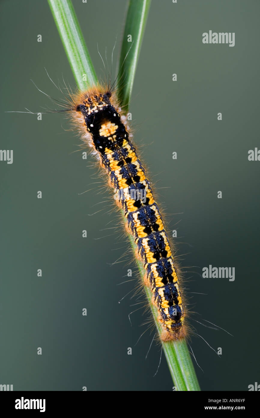 El bebedor Euthrix potatoria pre hibernación larva en tallos de pasto con agradable fondo desenfocadas Potton Bedfordshire Foto de stock