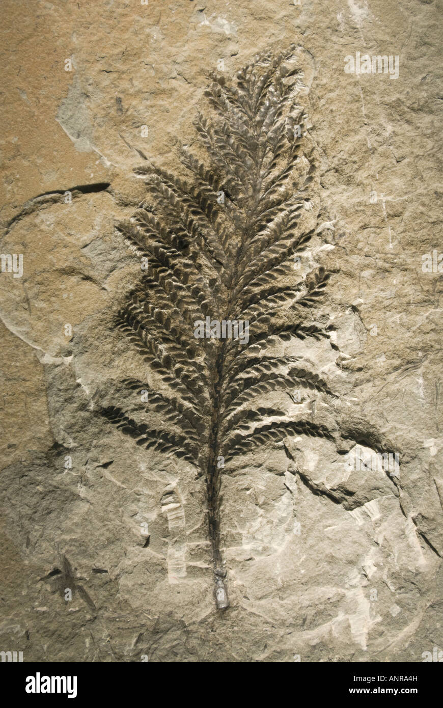 Fosil de plantas fotografías e imágenes de alta resolución - Alamy
