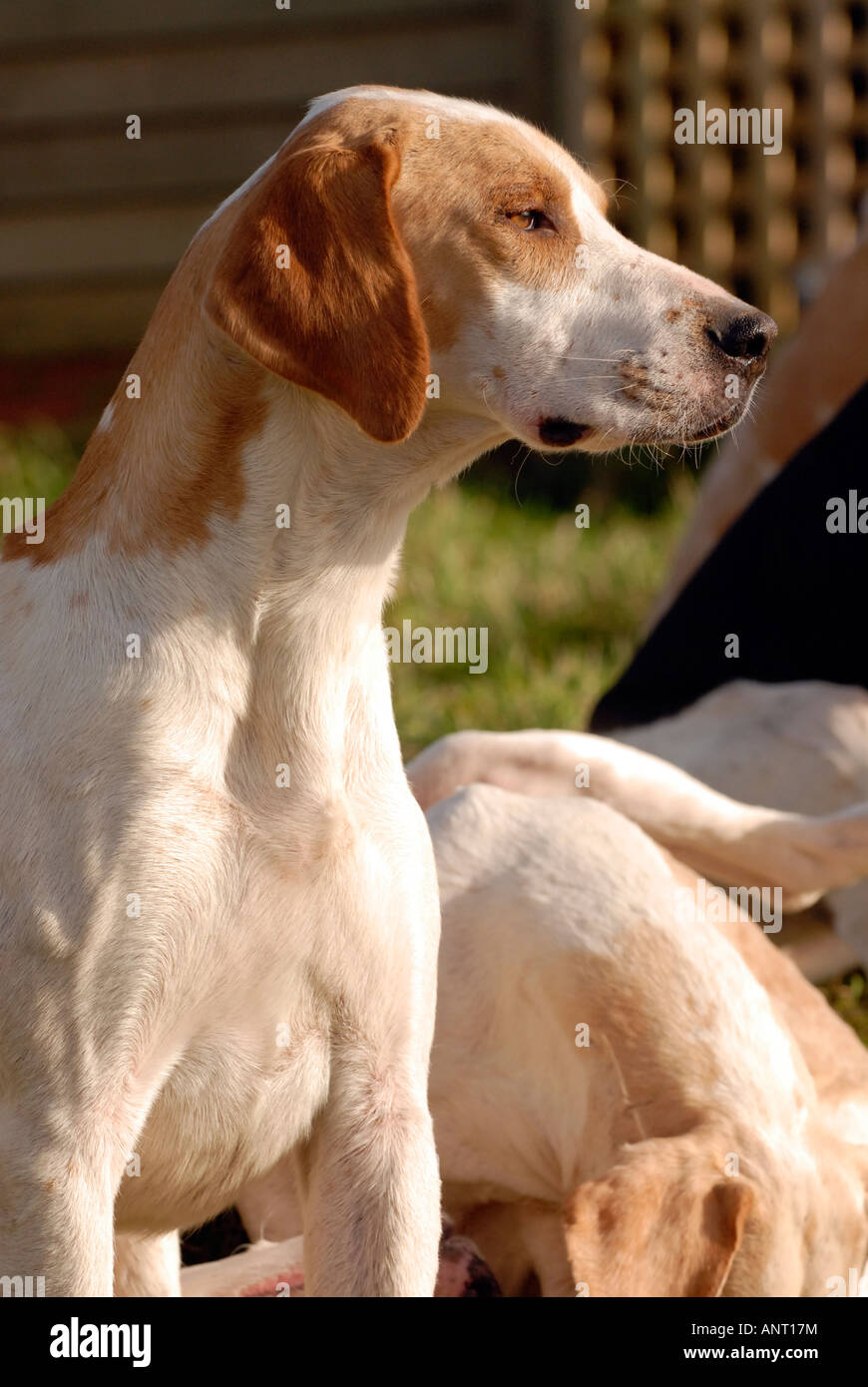 La caza con perros a la