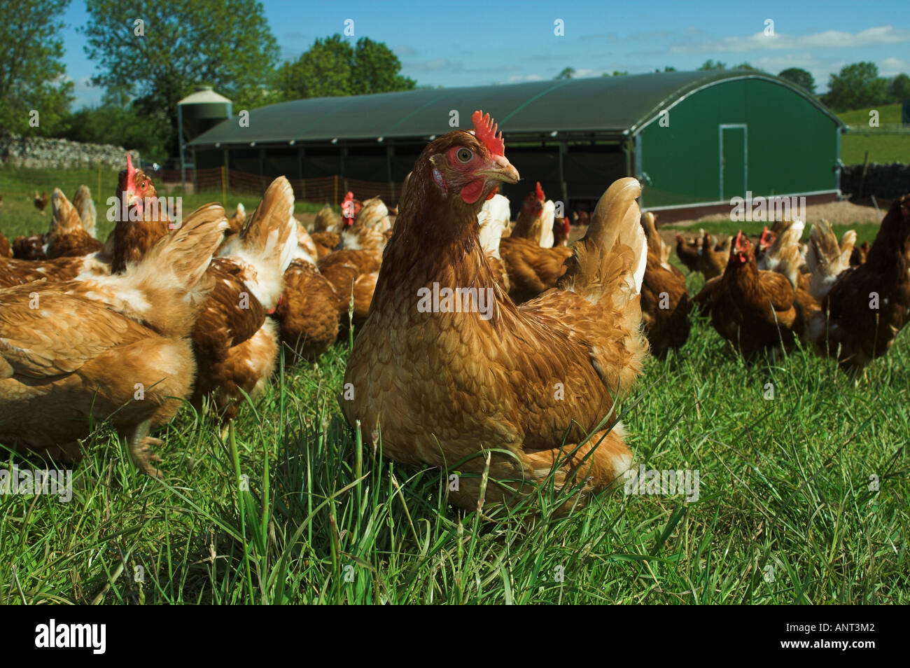 Free Range orgánico gallinas en la granja cerca de thier hut Foto de stock