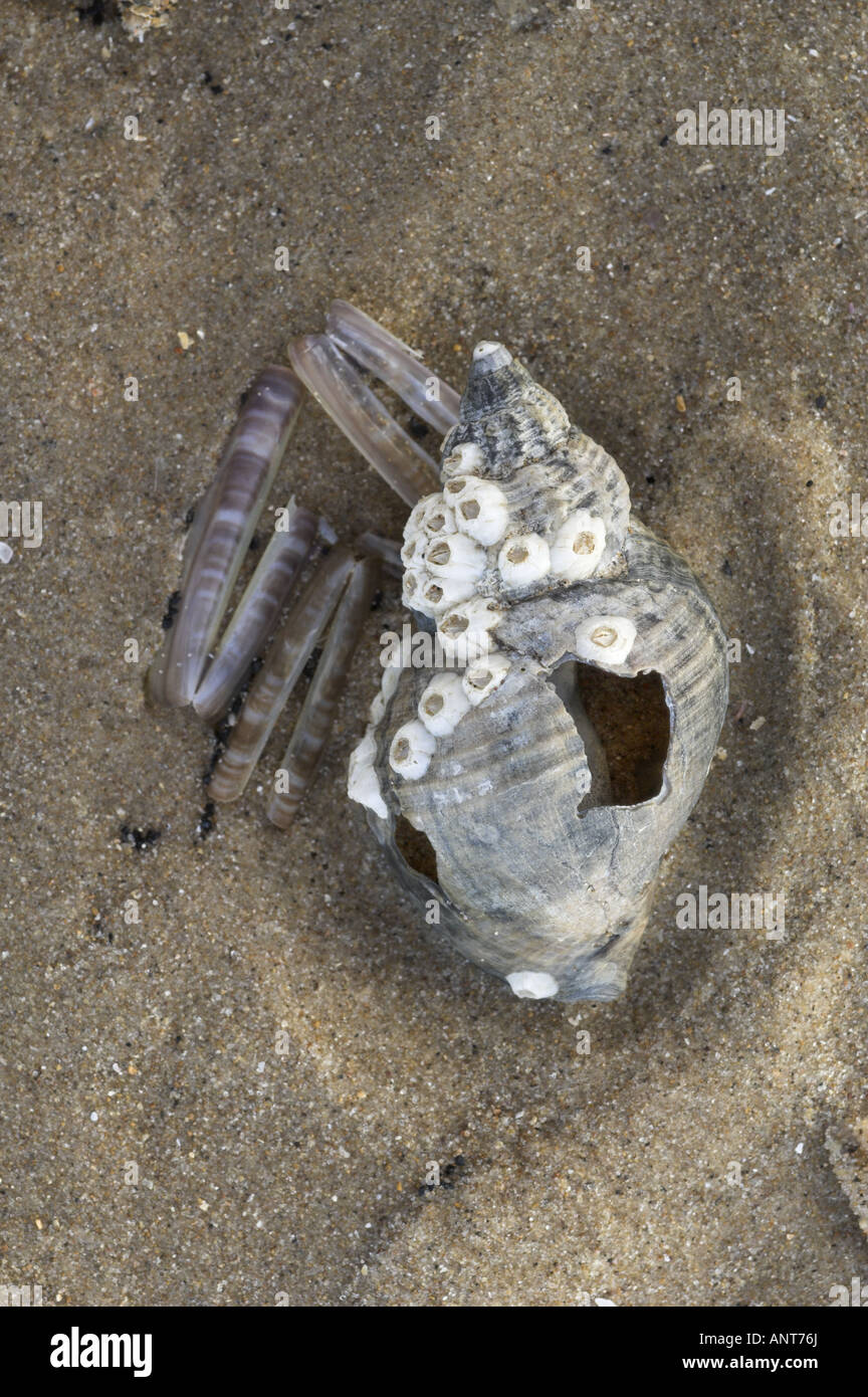 Buccino shell cubierto de percebes con pequeñas navajas Inglaterra Foto de stock
