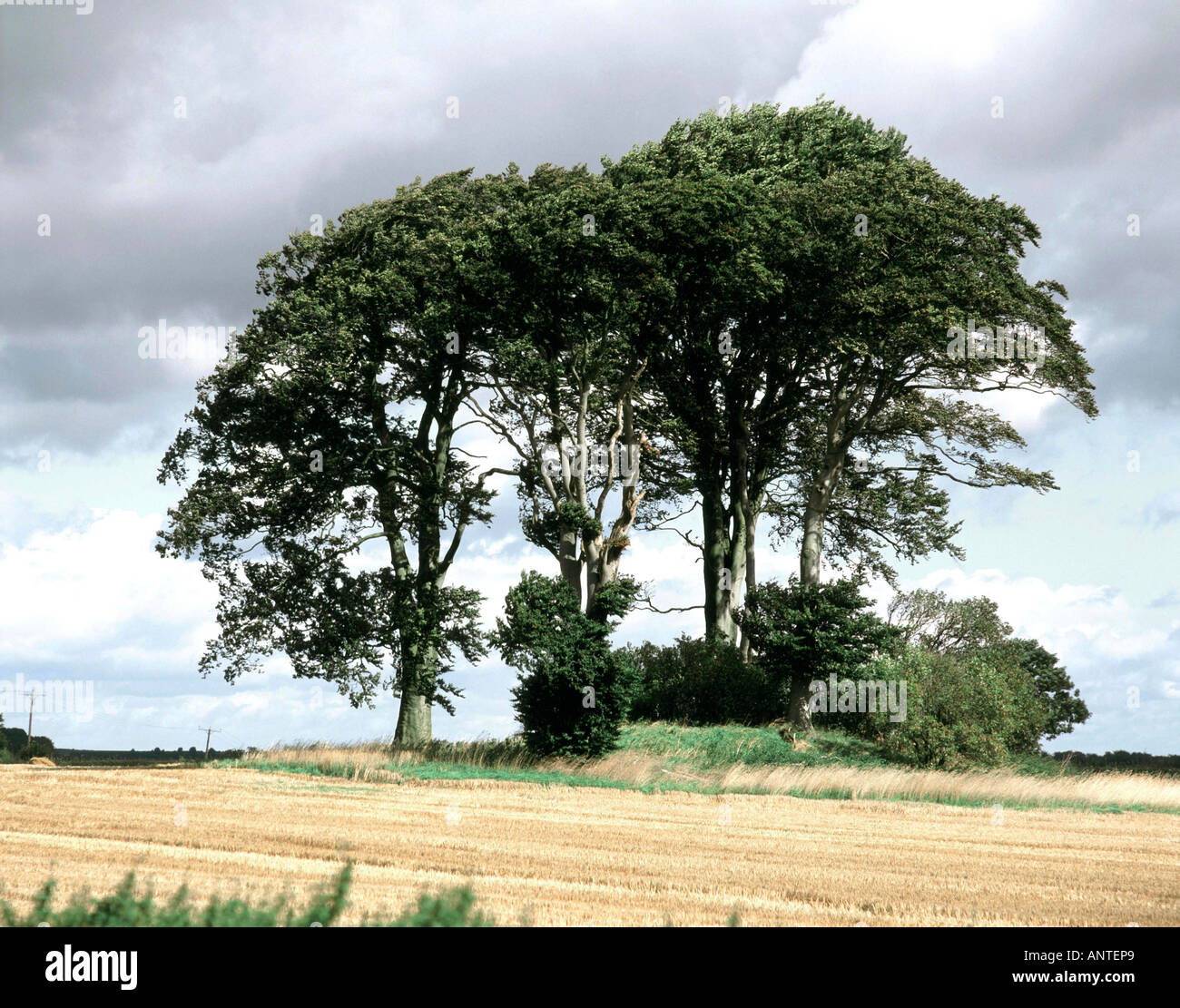 Un hayedo amontonarse en un campo de trigo recién recolectadas en el Lincolnshire Wolds Foto de stock