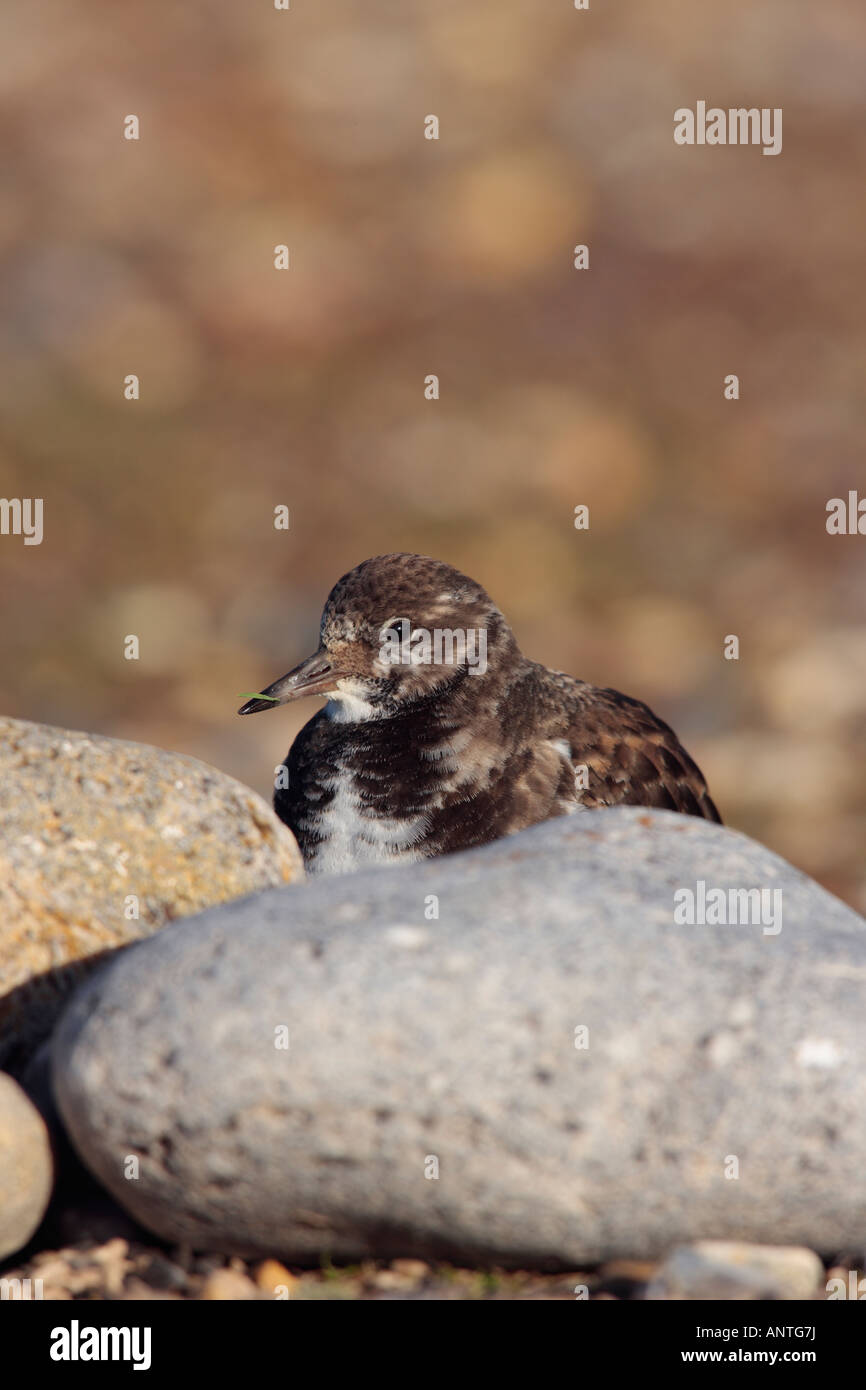 indigo bolsagage status