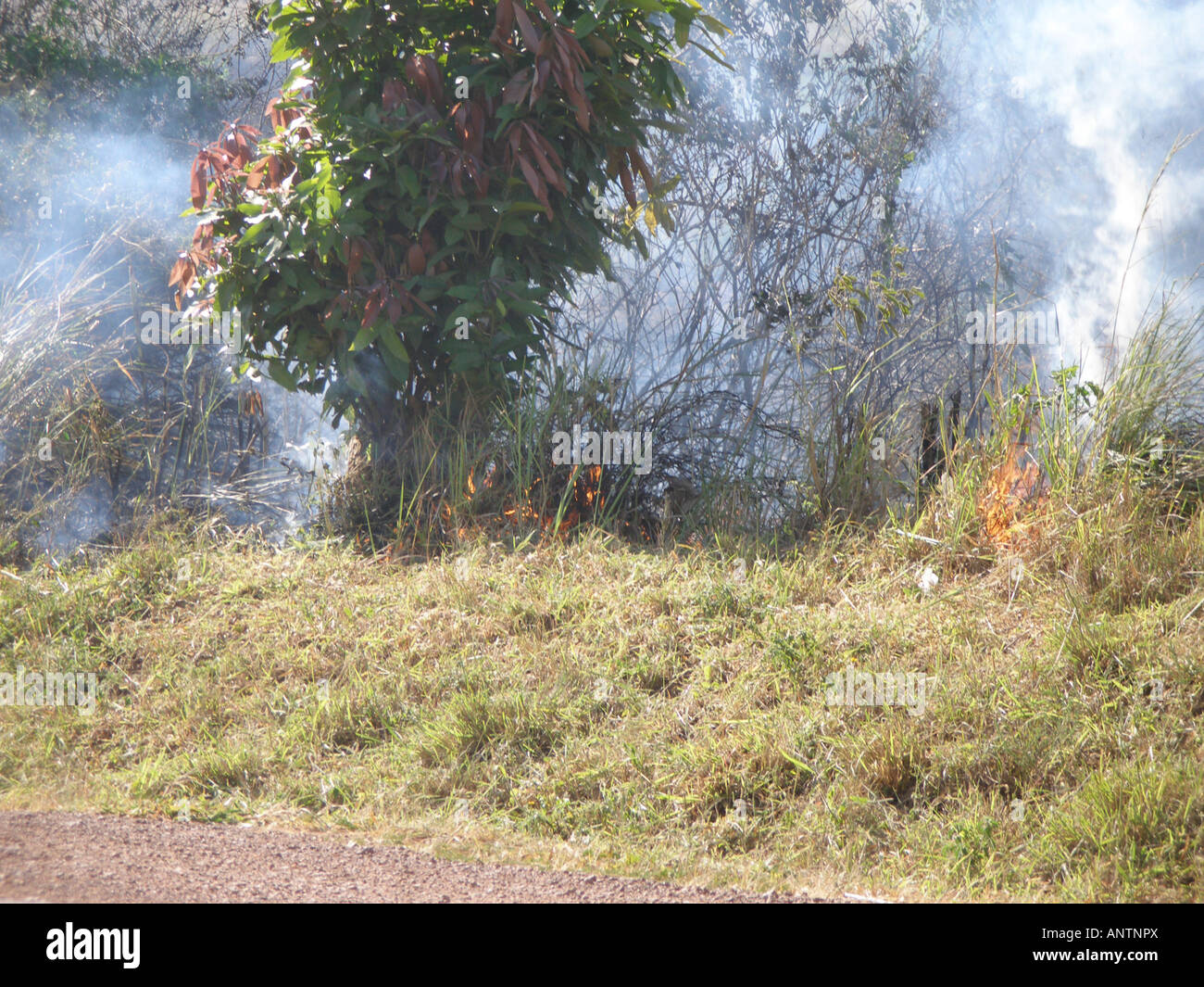 Bush fuego ardiendo en un lado carretera en Uganda Foto de stock