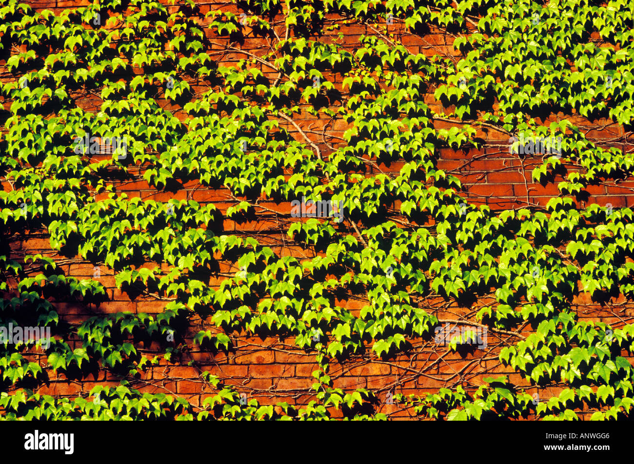 Ivy creciente sobre la pared de ladrillo Beacon Hill, Boston MA Foto de stock