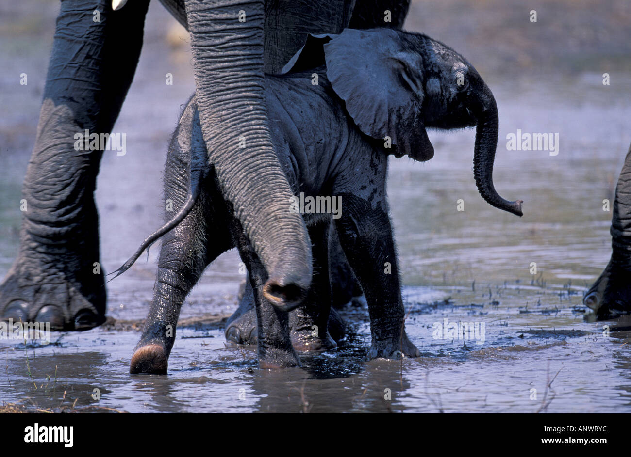 África, Botswana. Elefante (Loxodanta africana) Foto de stock