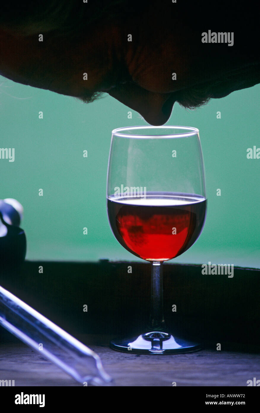 Enólogo prueba el aroma bouquet de una copa de vino tinto recién extraída de barril al aire libre con pipeta de barril de vino Foto de stock