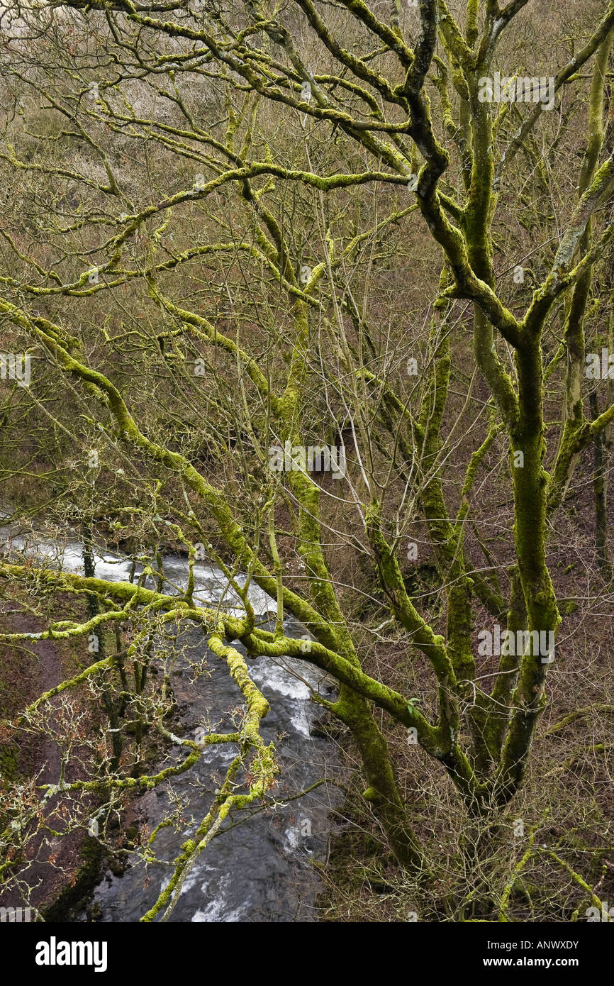 Cubiertas de musgo de árbol de ceniza junto al río Wye, Chee Dale, cerca de los Molineros Dale, Peak District National Park, Derbyshire, Inglaterra Foto de stock