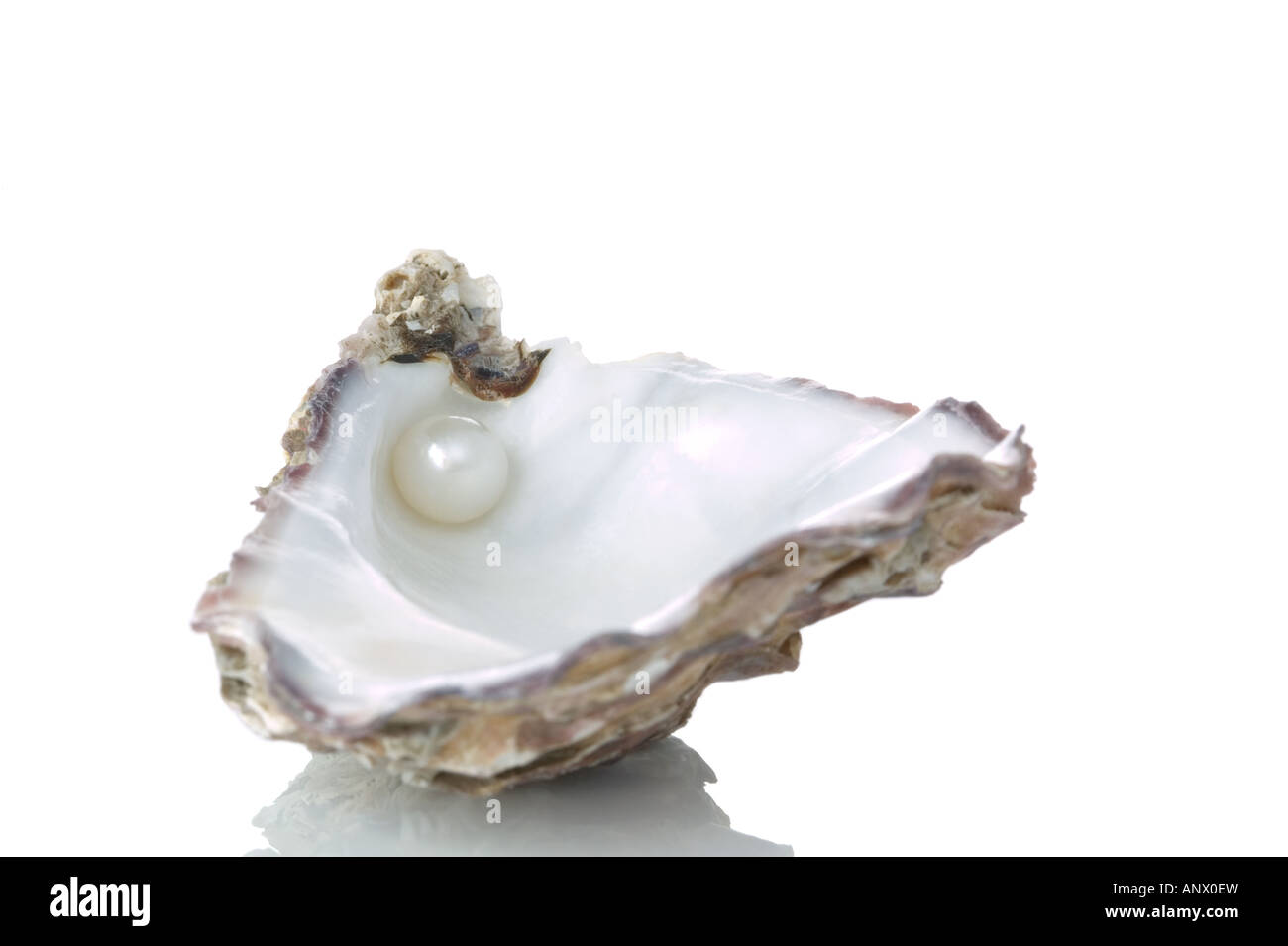 Una verdadera perla en una concha de ostra vacía aislado sobre un fondo blanco puro con un ligero reflejo Foto de stock