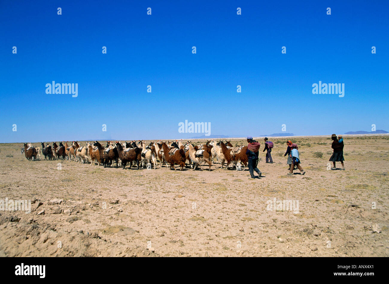 Lama caravana transportando sal cerca de Salt Flat región del salar de Uyuni Bolivia altiplano altiplano andino Foto de stock