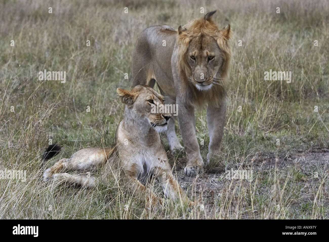 Copulaciones fotografías e imágenes de alta resolución - Alamy