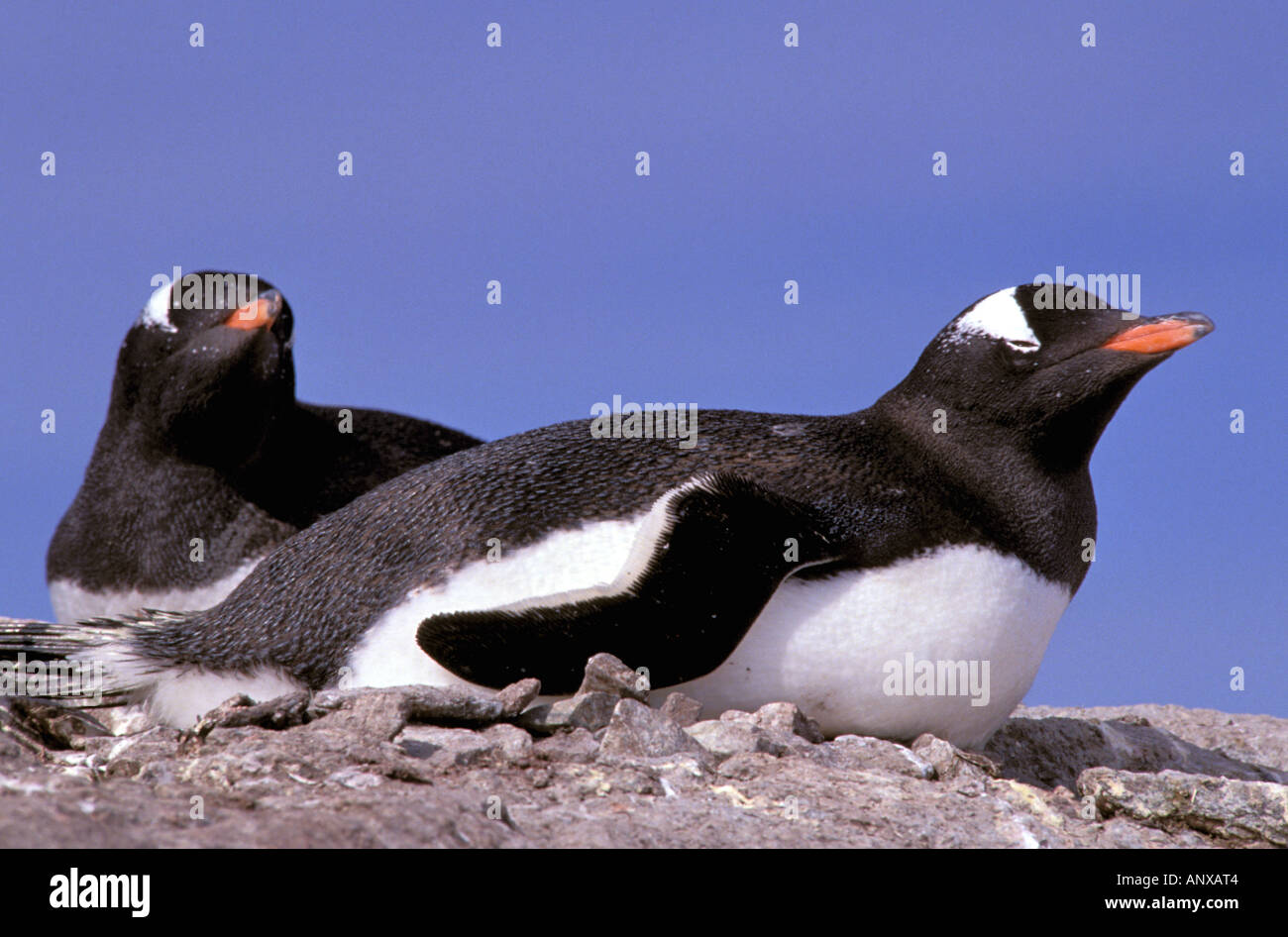 La Antártida, en la Península Antártica, Isla Peterman. Pingüinos papúa (Pygoscelis papua). Foto de stock