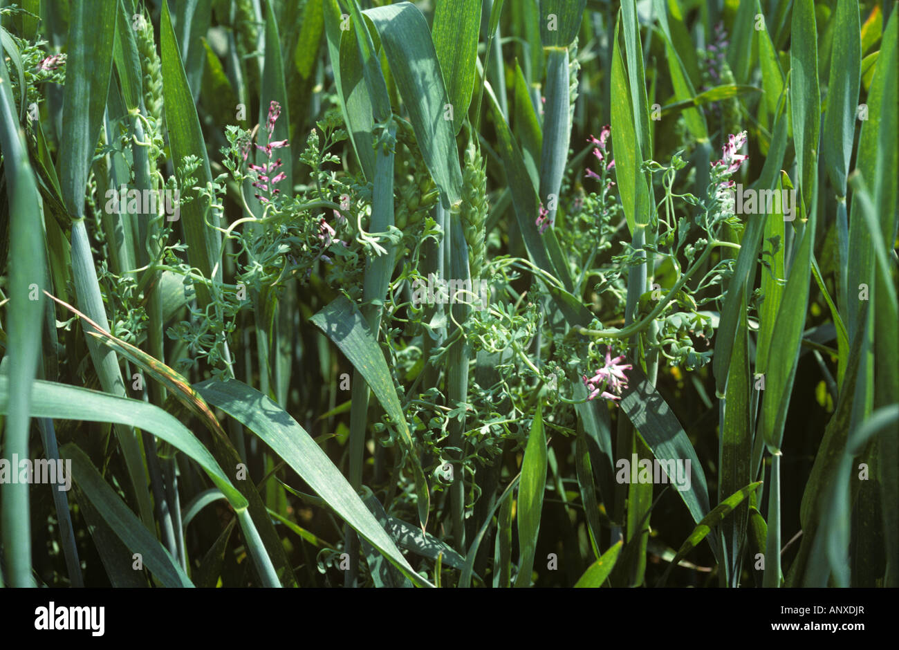 Floración de hoja ancha maleza fotografías e imágenes de alta resolución -  Alamy