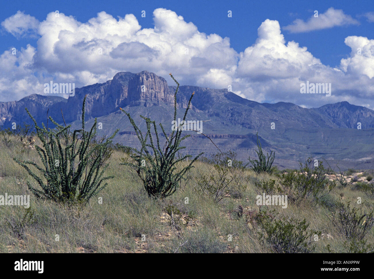 Una vista de Ocotillo cactus y Capitan de pico en el Parque Nacional de