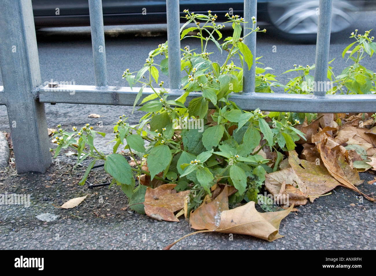 Soldado galante Galinsoga parviflora street Camden Londres England Reino Unido Foto de stock