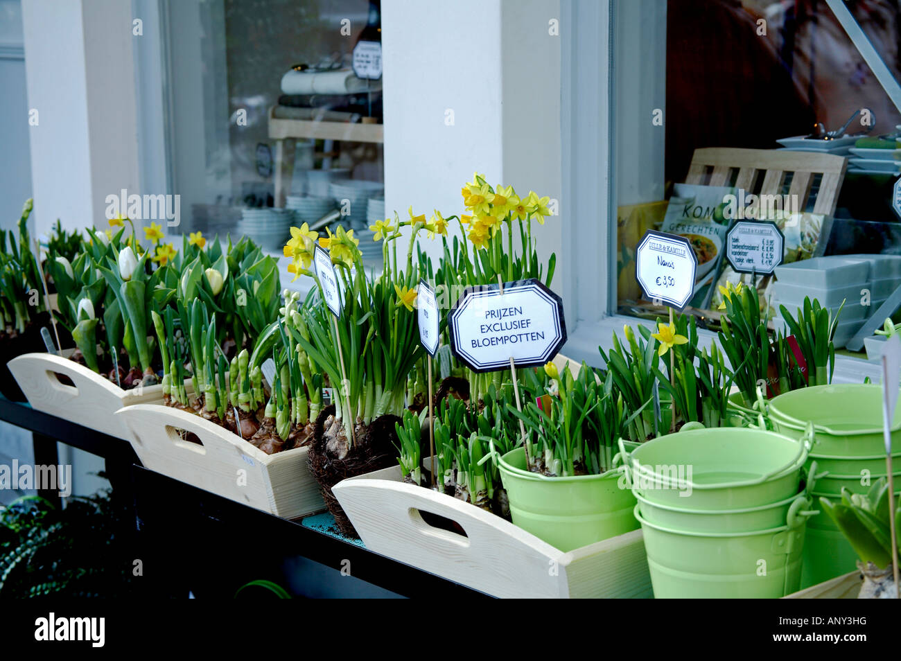 Bélgica, Brujas. Bulbos de flores en la próxima primavera (Narcissi y  tulipanes) para la venta Fotografía de stock - Alamy