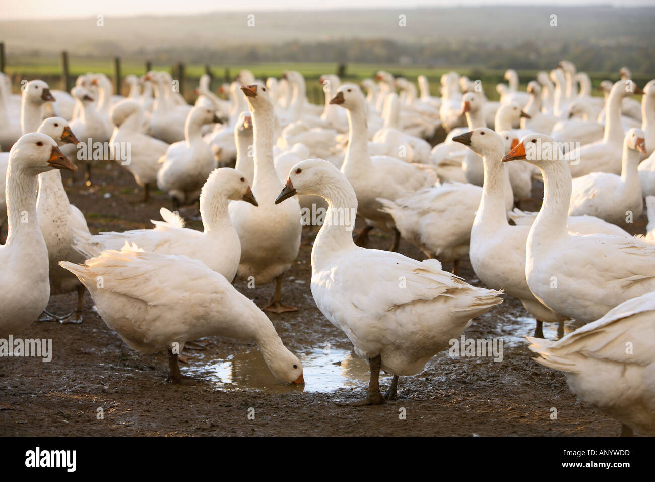 Granja de gansos Oxfordshire Reino Unido Free Range aves pueden estar en riesgo si la gripe aviar se propaga el Virus de la gripe aviar Foto de stock