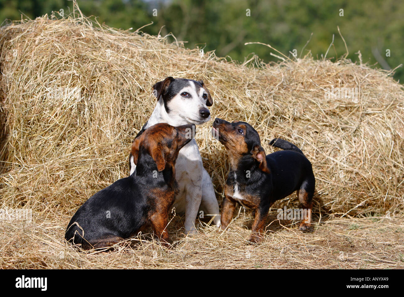 Héroe de culto como Jack Russell cachorros mirar hasta el adulto maduro de la misma raza de Inglaterra, Reino Unido Foto de stock