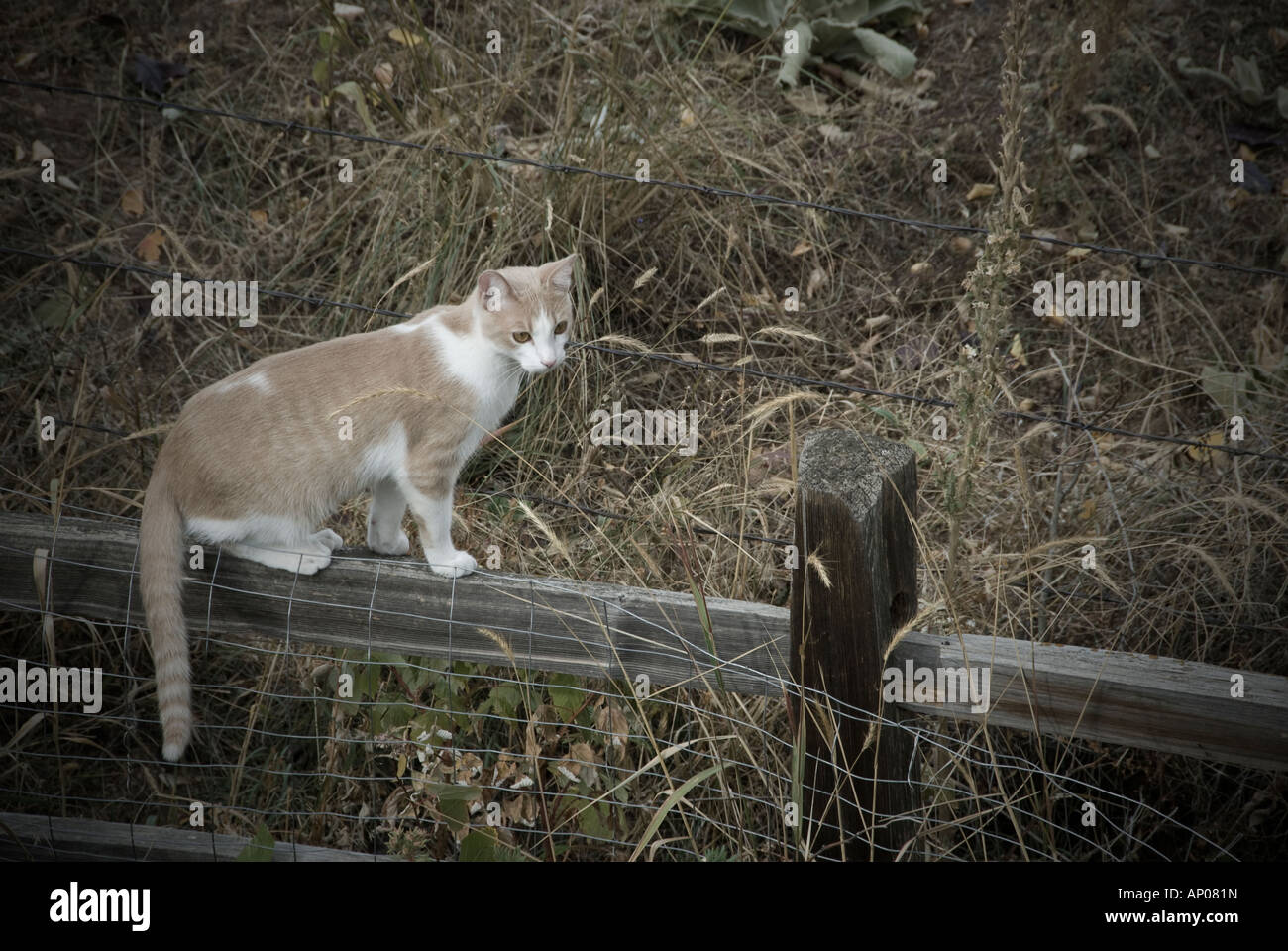 Marrón y blanco gato atigrado de pie sobre el riel superior de valla de madera cerca de campo Foto de stock
