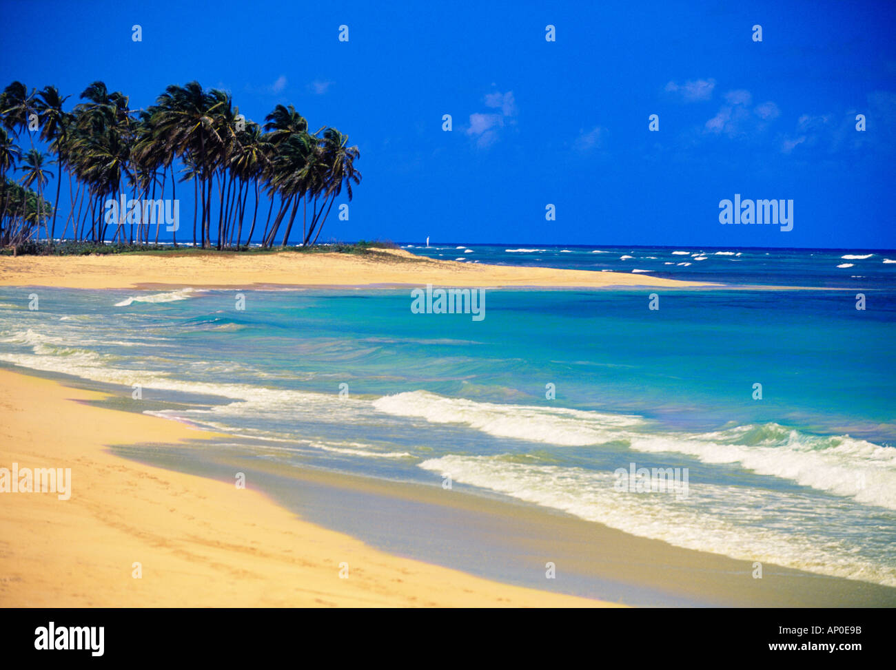 Tropical olas rompiendo en la playa de arena blanca bajo un cielo azul nítido con exuberantes palmeras en Punta Cana República Dominicana Foto de stock