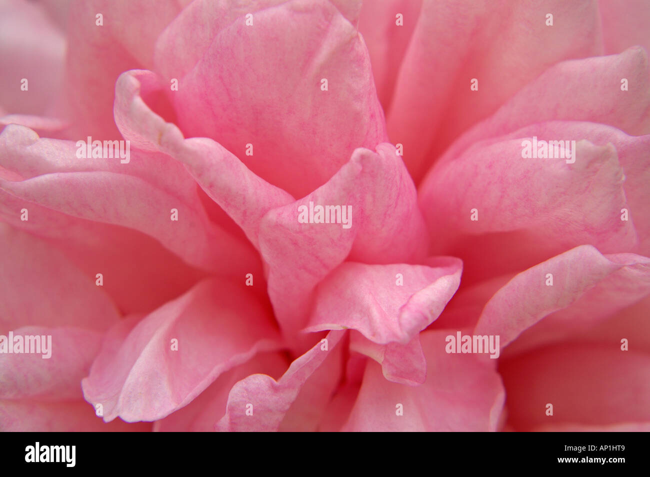 Paeonia officinalis rosa peonía Foto de stock