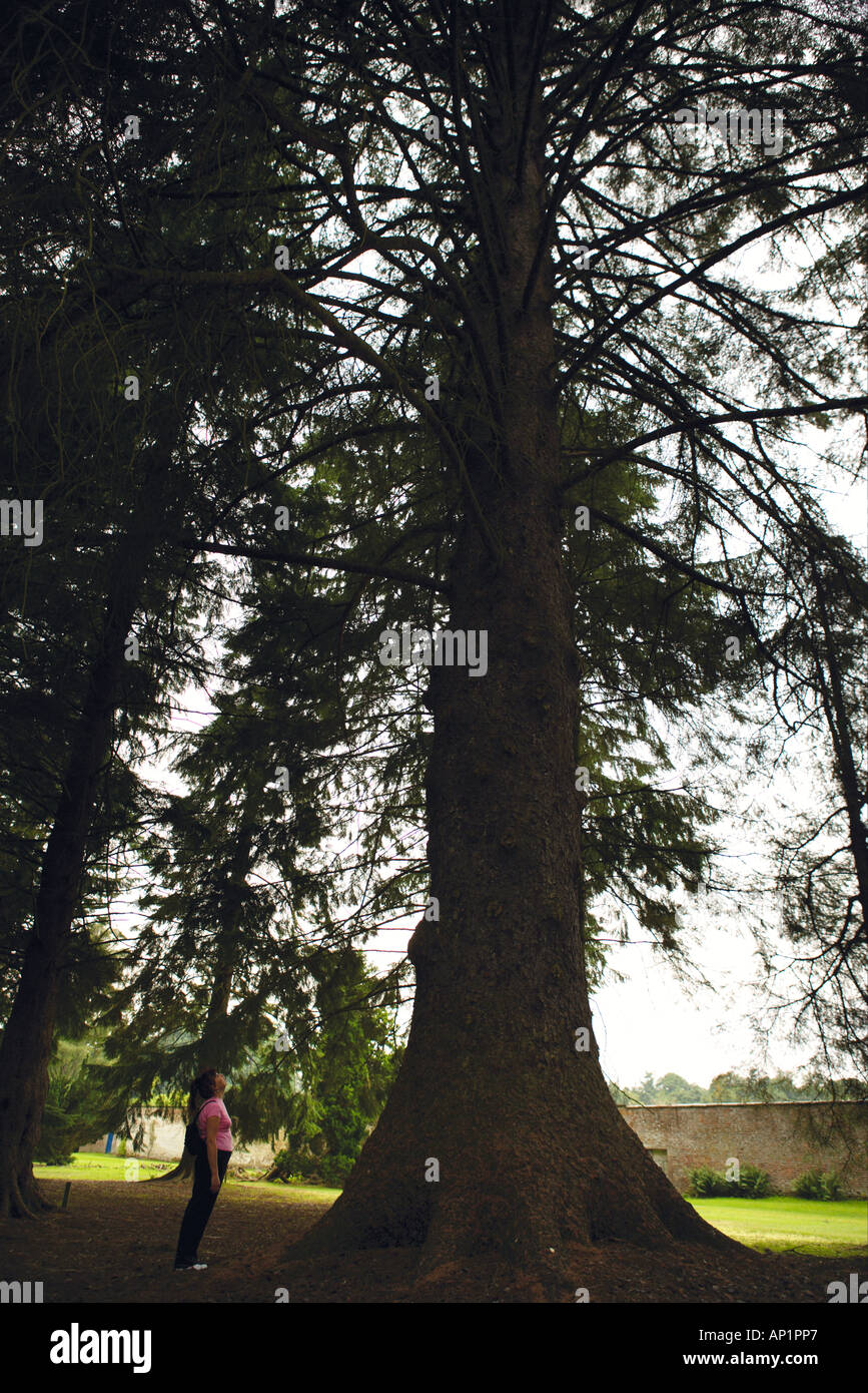 Mujer mirando hacia arriba a un turista abeto sitka en el siglo XIX Pinetum en Scone Palace Perthshire Escocia UK Foto de stock