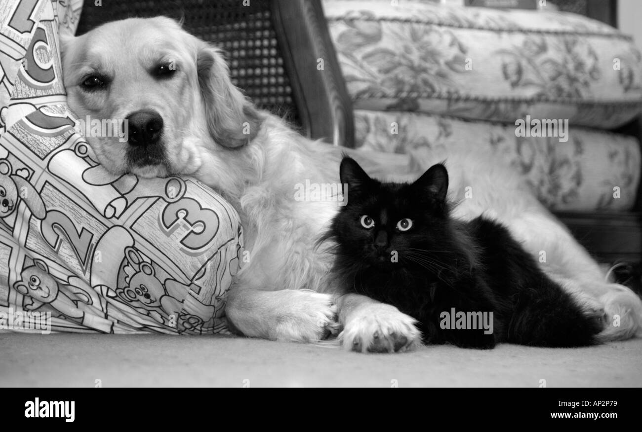 Golden Retriever perro y gato Fotografía de stock - Alamy