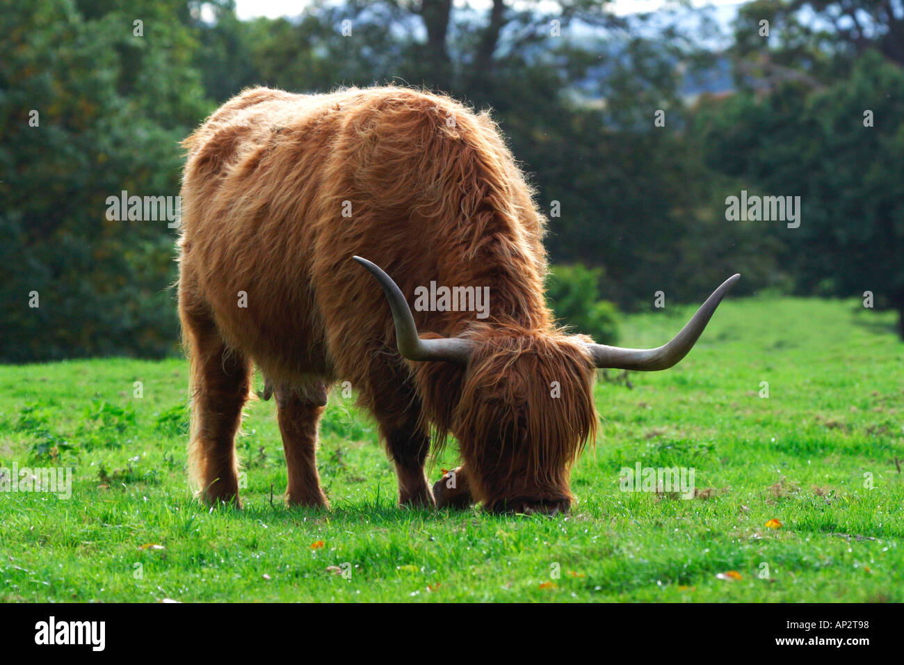 Highland ganado de vacas en inglés meadow en otoño de Inglaterra Reino Unido Gran Bretaña Europa UE Foto de stock