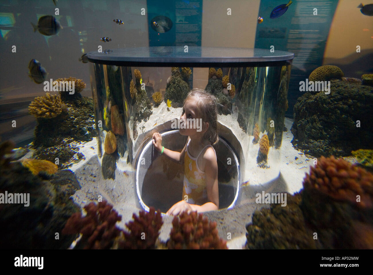 Chica admirando los peces de acuario Atlantis atracción, Legoland, Billund, Central de Jutlandia, Dinamarca Foto de stock
