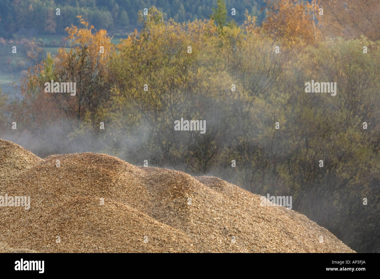 Montón de astillas de madera para re-ciclismo Foto de stock