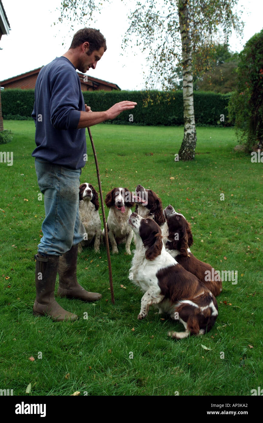 Guardabosques formación Springer Épagneuls Inglés perros de trabajo