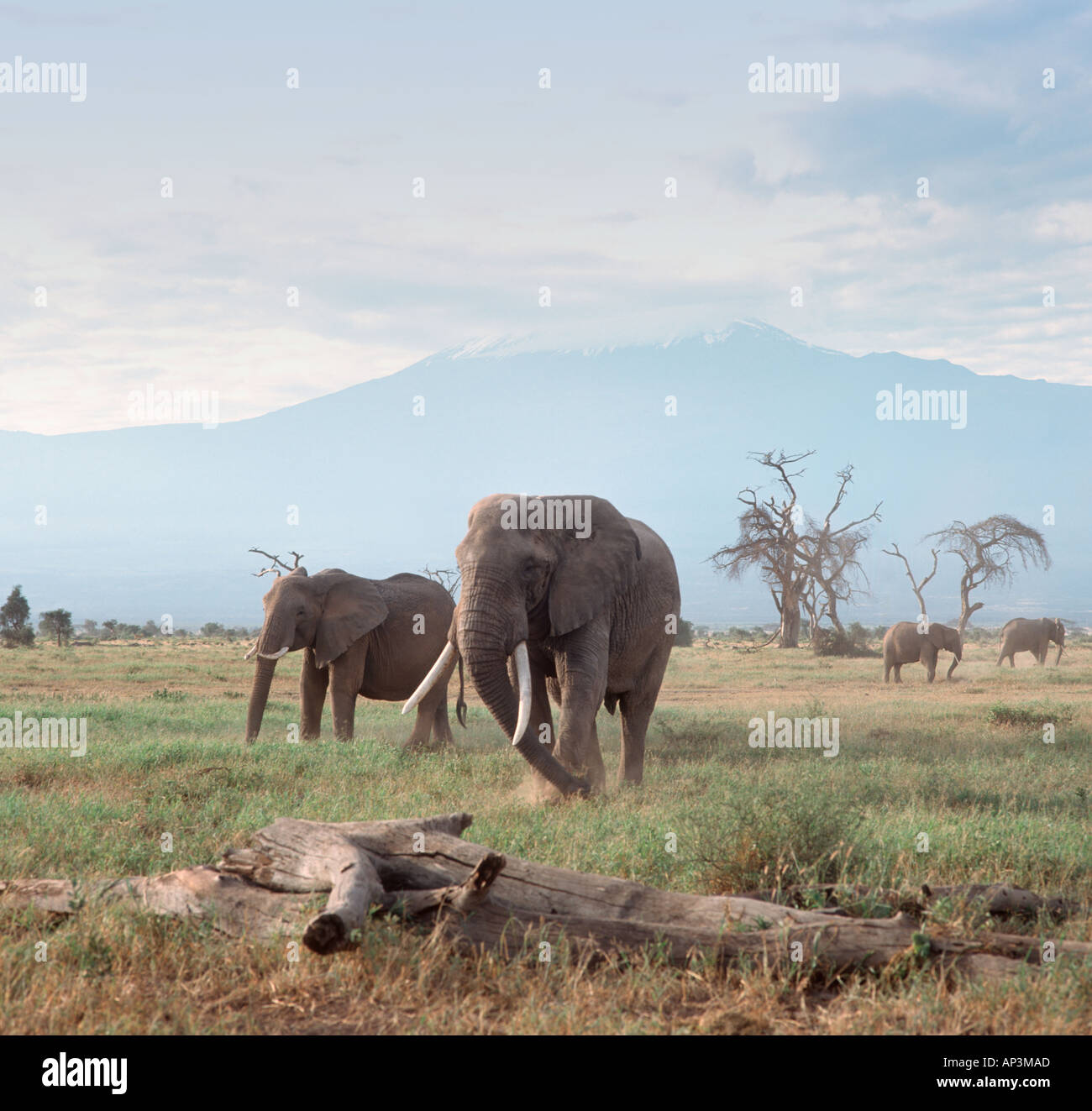 Los elefantes en frente del monte Kilimanjaro, el Parque Nacional Amboseli, Kenia, África Oriental Foto de stock