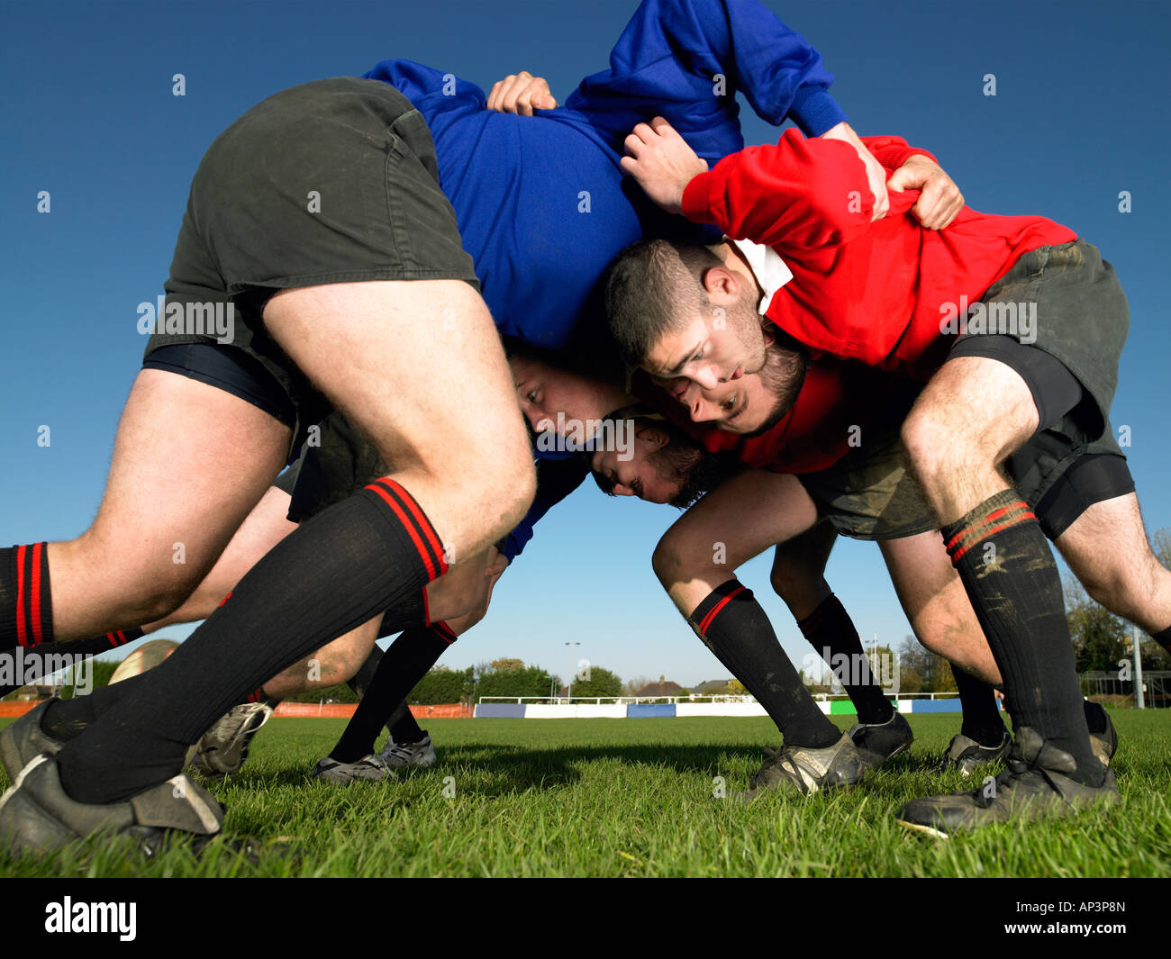 Los jugadores de rugby en un scrum Foto de stock
