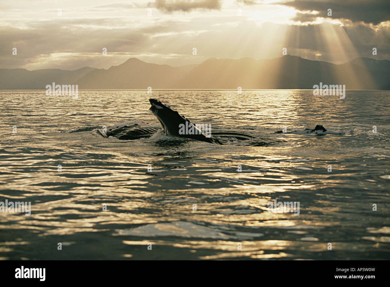 Alimentación Lunge ballena jorobada. Foto de stock