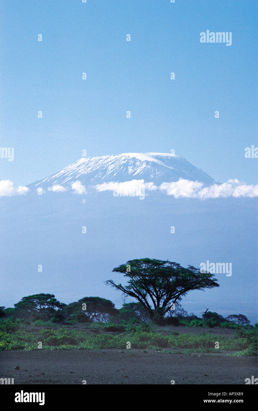 La cima del Kilimanjaro, con árboles de acacia en primer plano el Parque Nacional Amboseli Kenia África Oriental Foto de stock