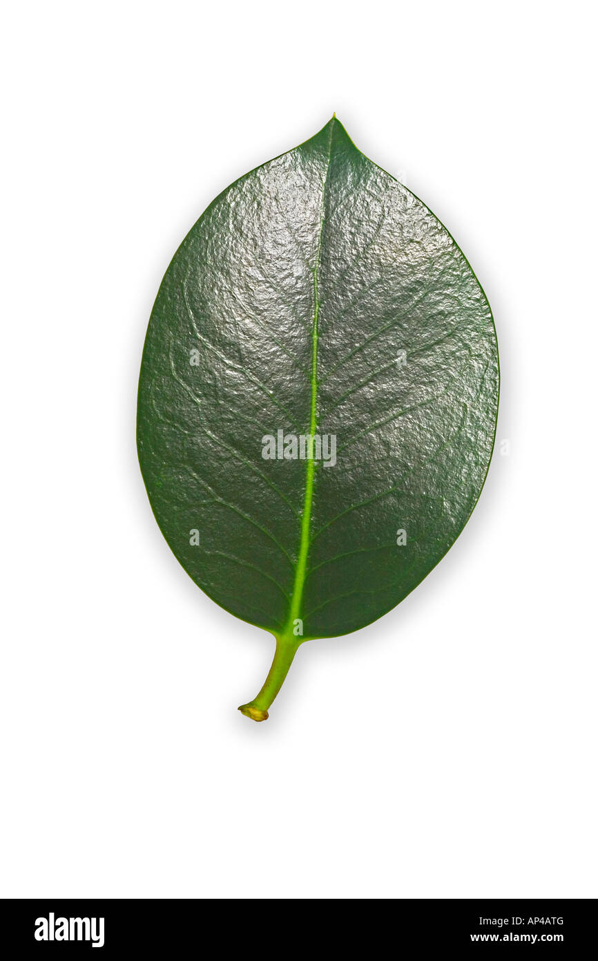 Un inglés thornless hojas de acebo (Ilex aquifolium). Feuille de houx commun (Ilex aquifolium), de piquants dépourvue. Foto de stock
