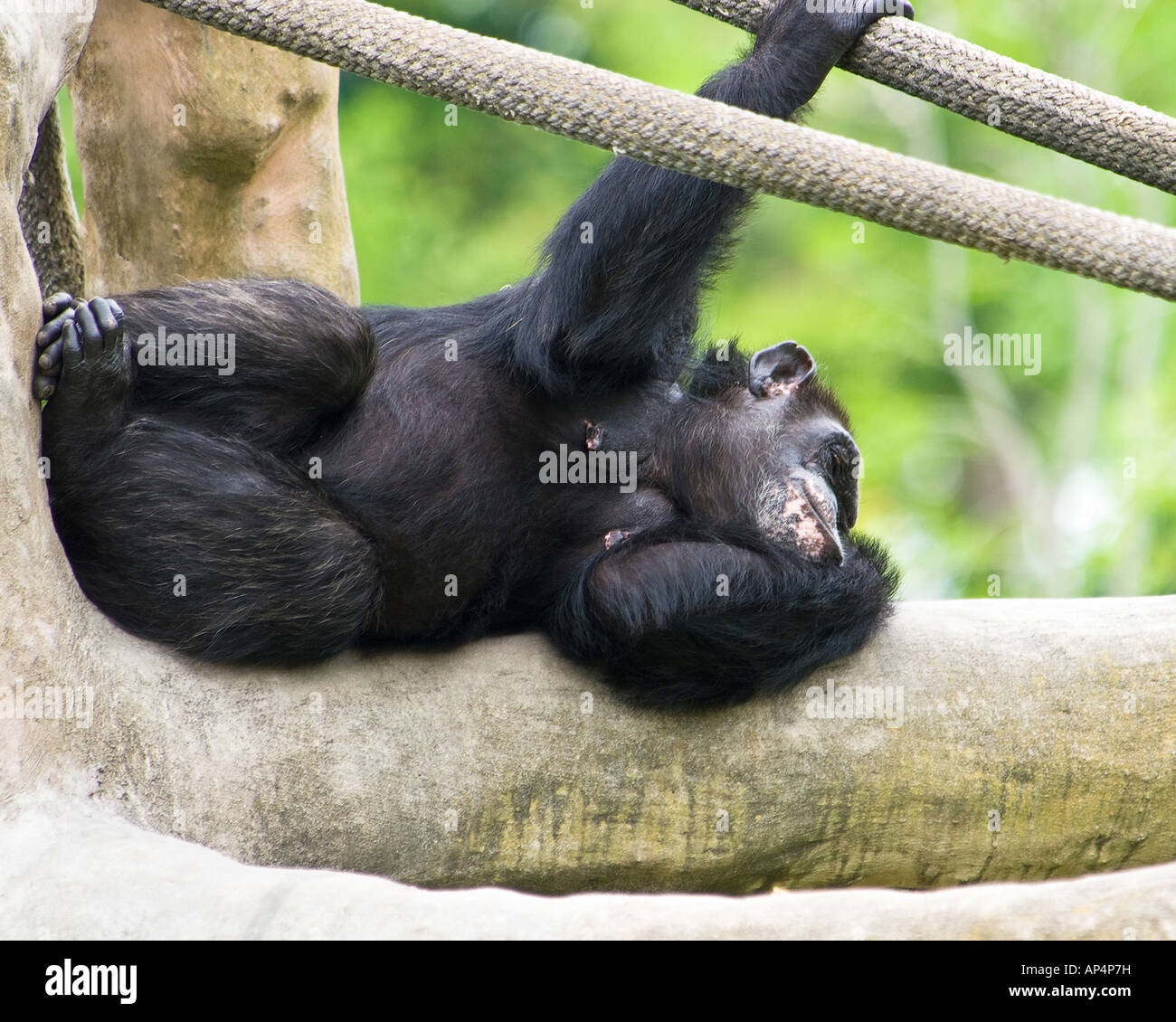 Mono dormir Fotografía de stock Alamy