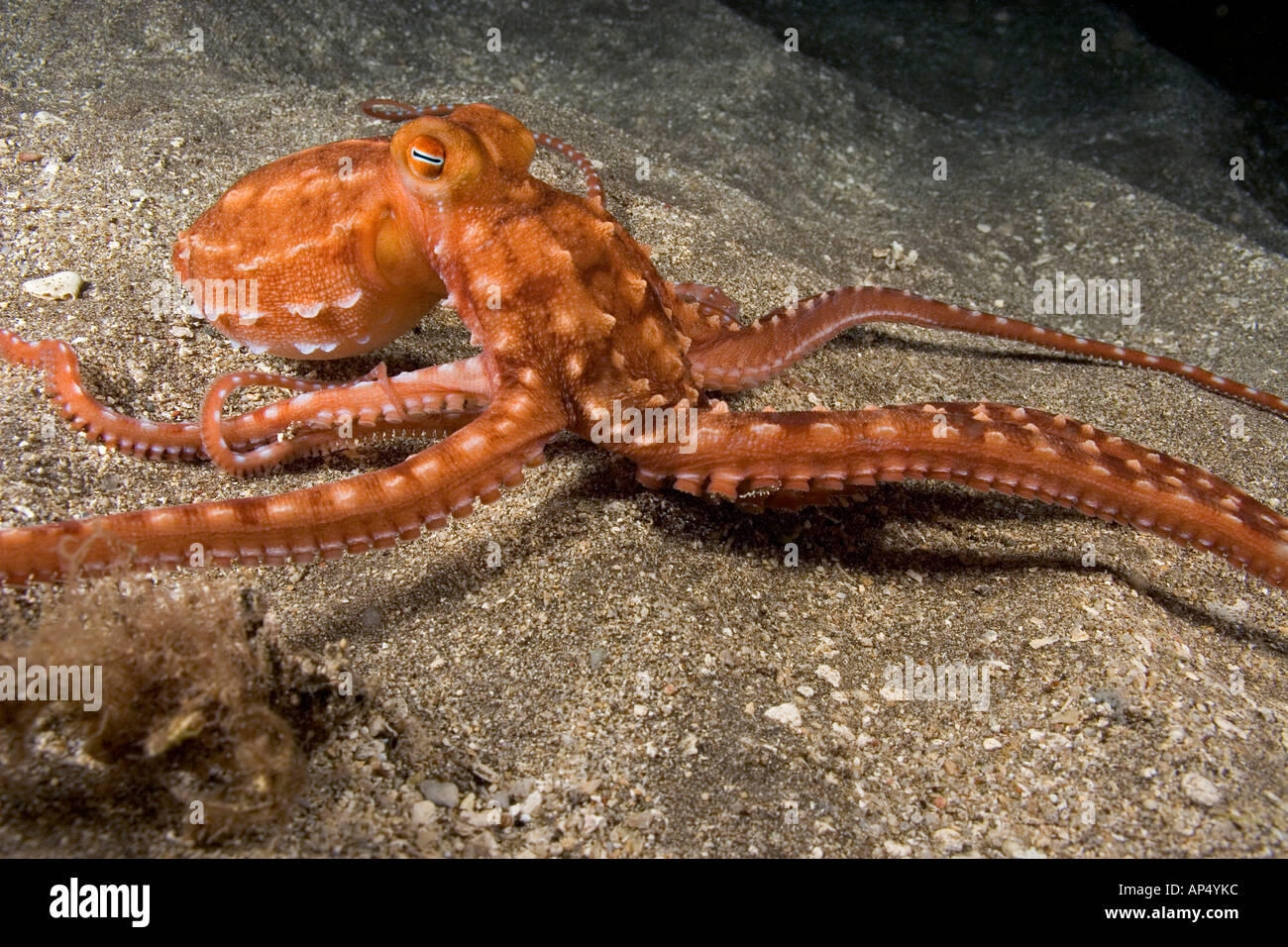 Esta ornamentada o noche, pulpo PULPO ornatus, se alimenta del camarón se mantiene con su tentáculos, Hawai. Foto de stock