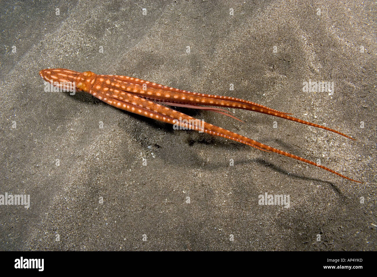 Este ornamentado de natación o de la noche, el pulpo PULPO ornatus, muestra las diferentes longitudes de los tentáculos, Hawai. Foto de stock
