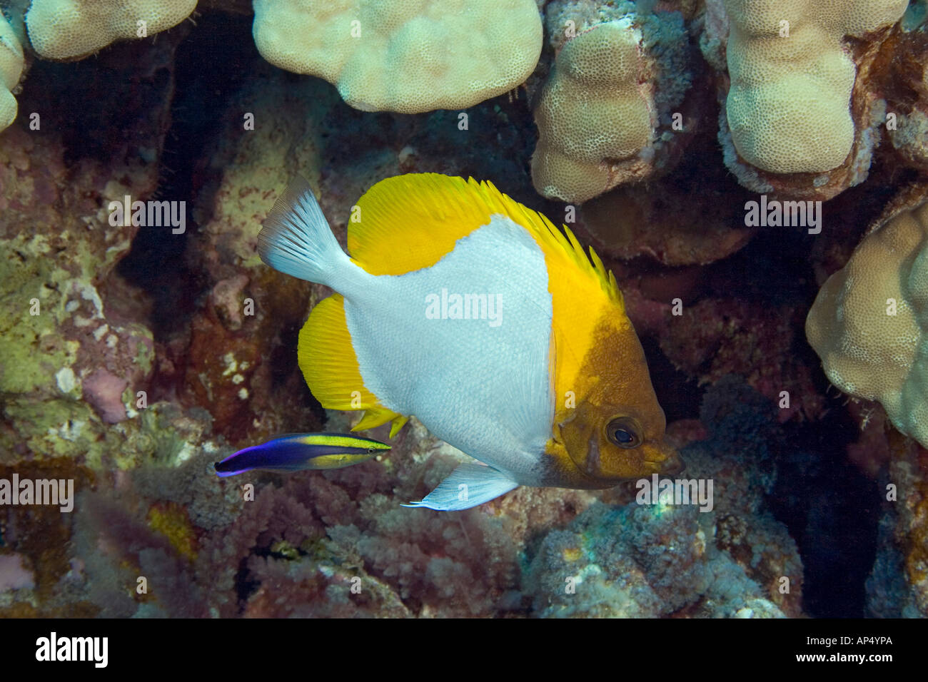 Pirámide, butterflyfish Hemitaurichthys polylepis, y un limpiador de hawaianos endémicos de napoleón, Labroides phthirophagus, Hawai. Foto de stock