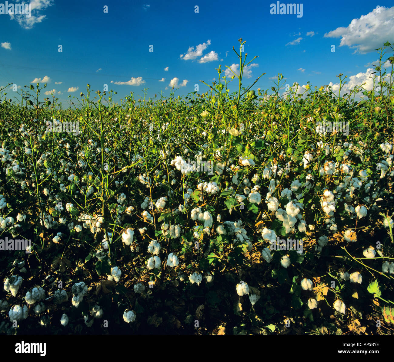 Campo de algodón maduro en Palo Verde California Fotografía de stock - Alamy