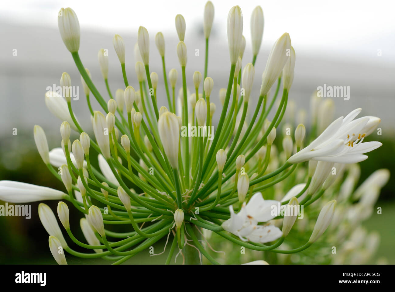 Flor blanca agapantos agapantus capullos Fotografía de stock - Alamy