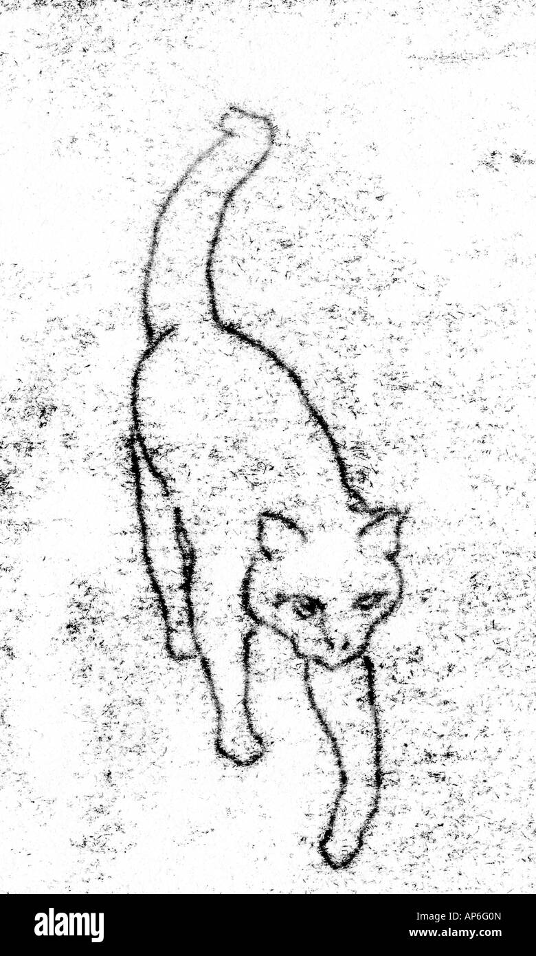 Dibujo de tigre Imágenes de stock en blanco y negro - Alamy
