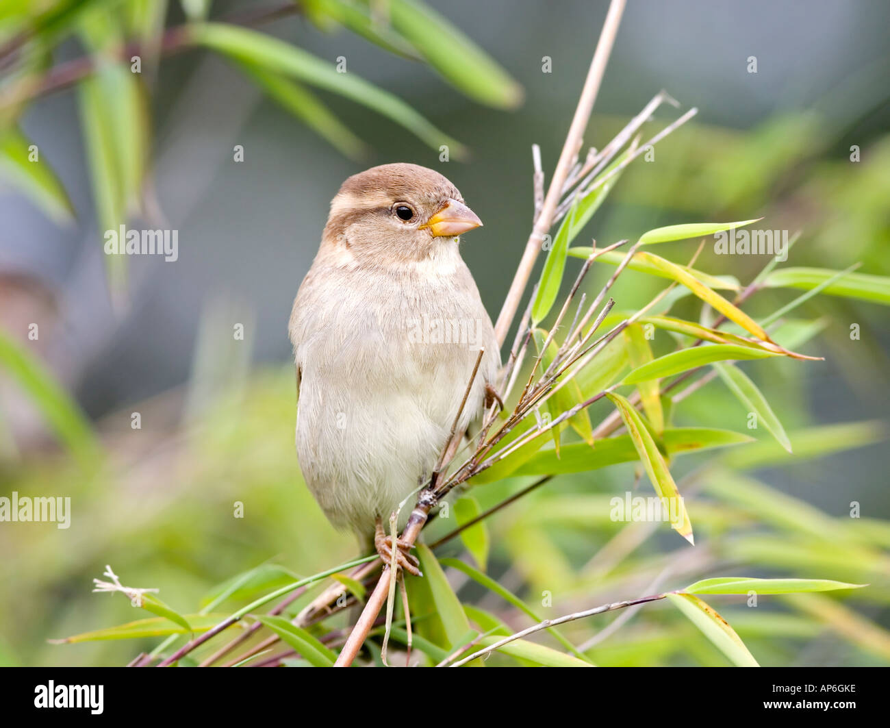 Las hembras jóvenes de sparrow Foto de stock