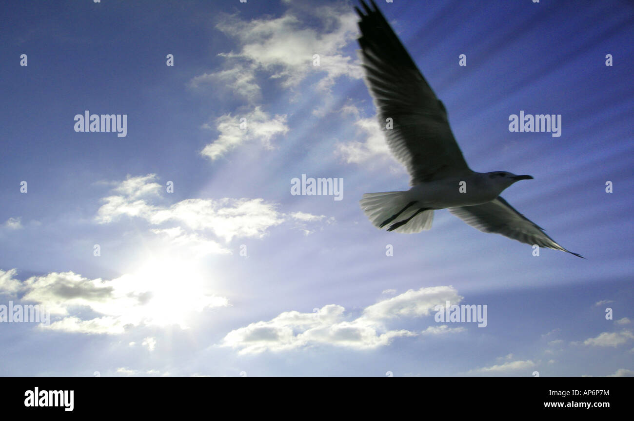 Alas aves volando por encima de las nubes y Sunburst con rayos de luz edificante espíritus Foto de stock