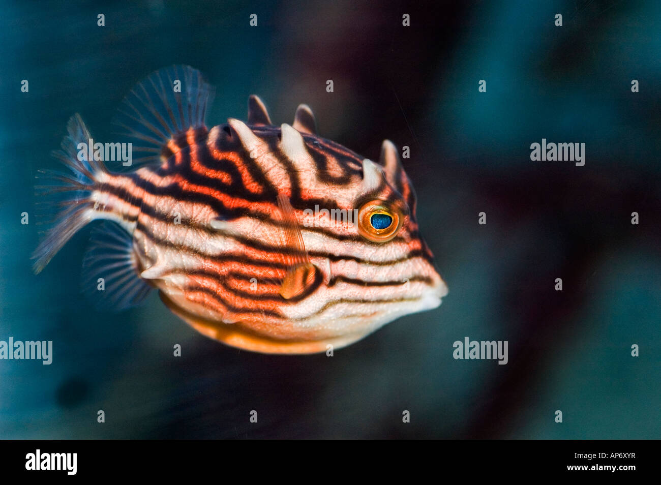 Shaw's femenino o rayas, cowfish Aracana aurita SE Queensland Foto de stock