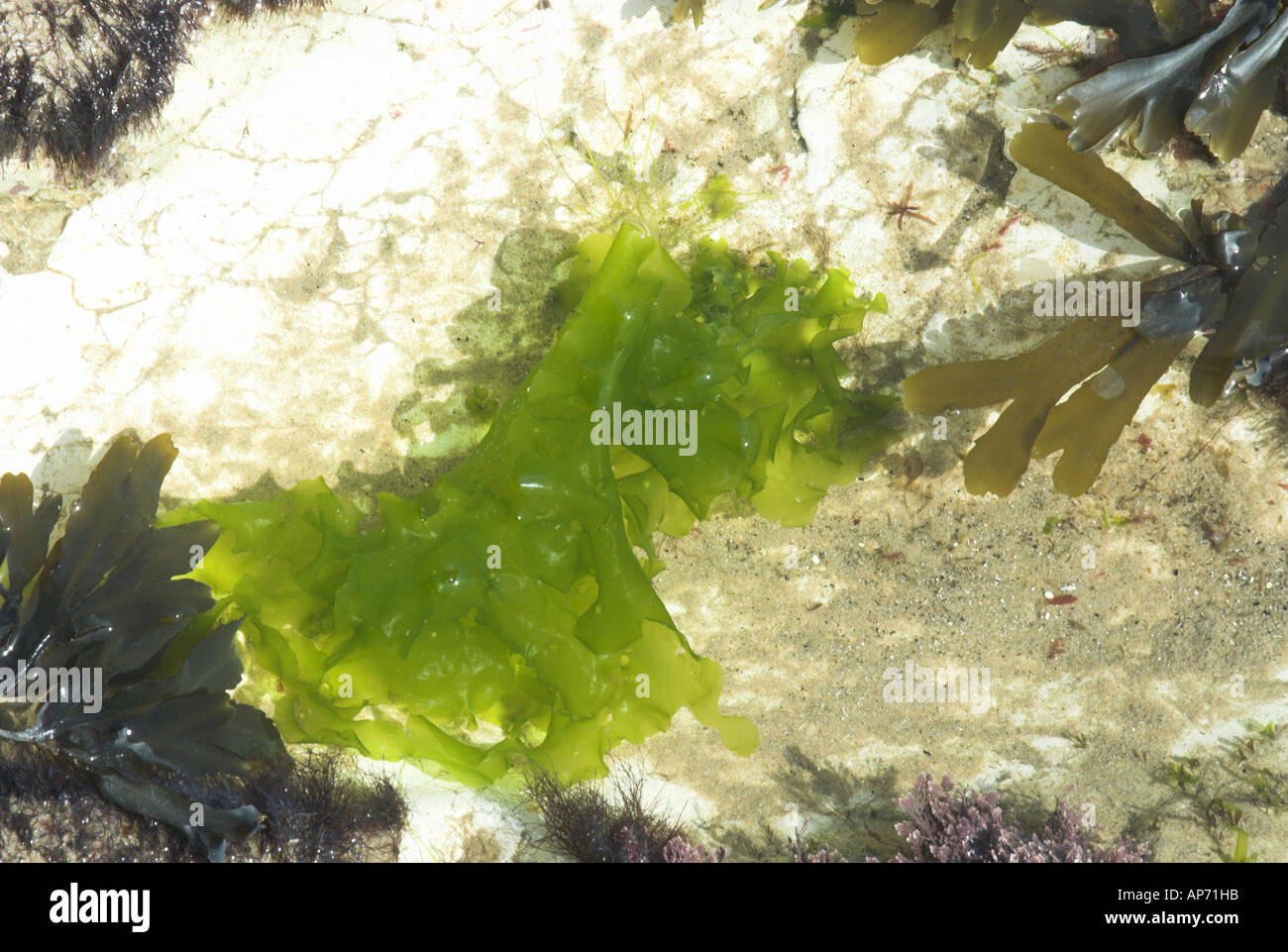 La lechuga de mar ulva lactuca crecen en Chalk rockpool Norfolk UK Septiembre Foto de stock