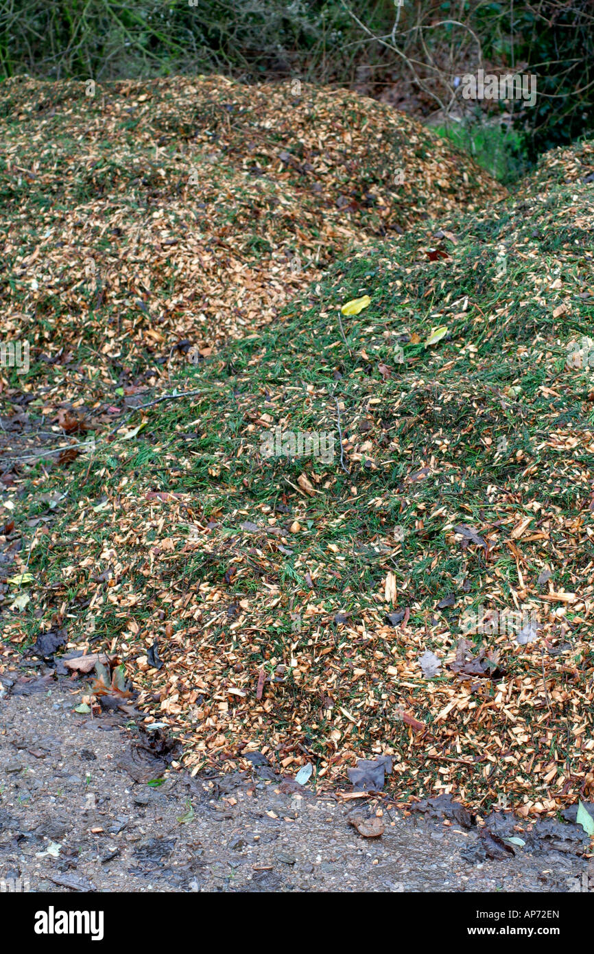 Astillados podas de árboles se utilizarán para pajote debajo establecido  alrededor de arbustos y plantas herbáceas Fotografía de stock - Alamy