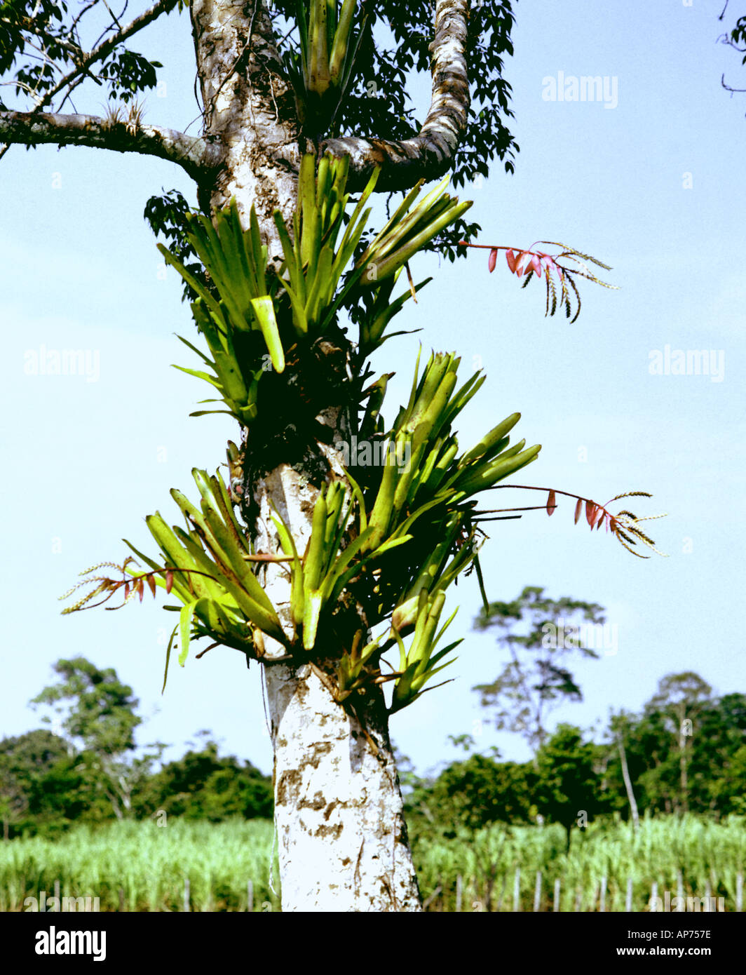 Perú Amazonas bromelia flor Foto de stock